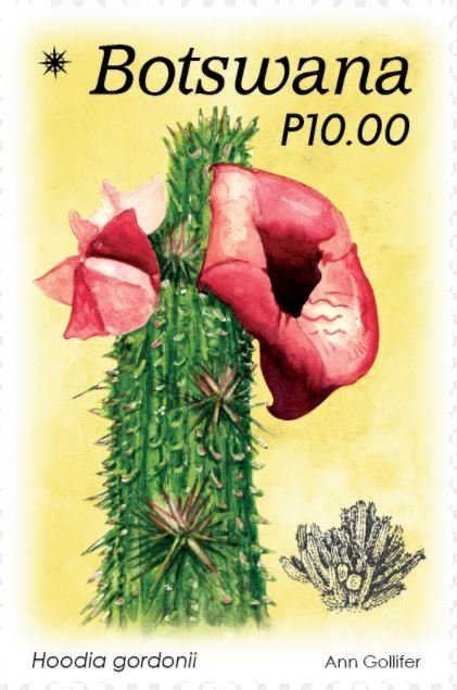 Hoodia gordonii