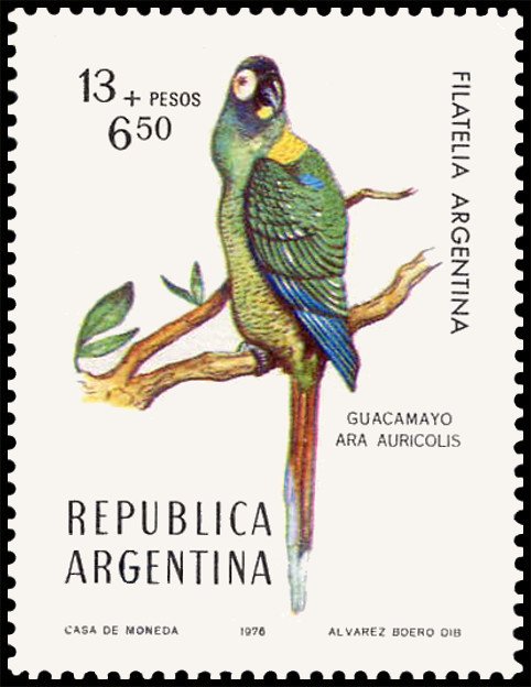 Yellow-collared Macaw (Ara auricolis)