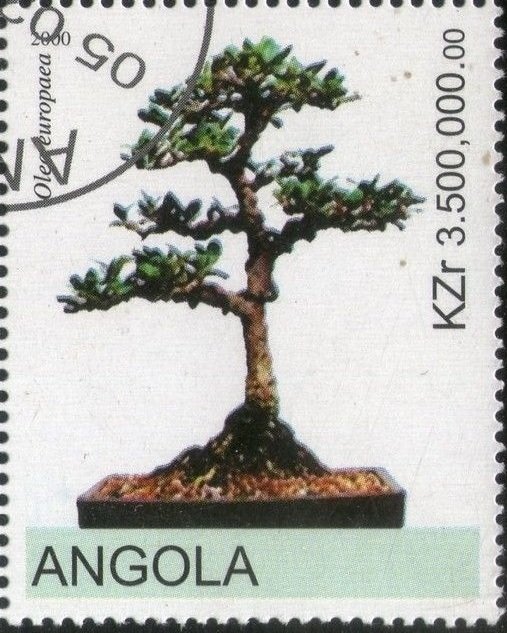 Bonsai