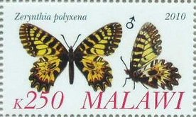 Zerynthia polyxena