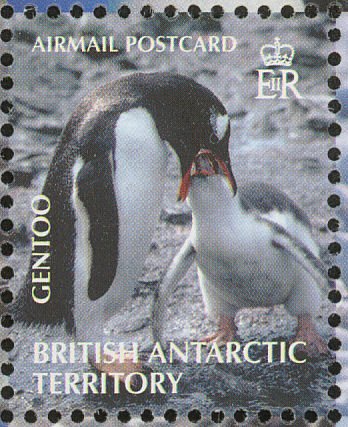 Gentoo Penguin (Pygoscelis papua)