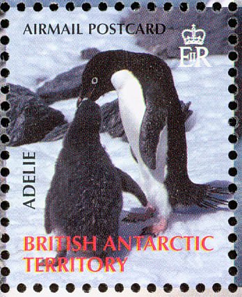 Adelie Penguin (Pygoscelis adeliae)
