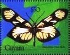 Stamp, Dismorphia orise, Guyana,  , Animals (Fauna), Butterflies, Insects