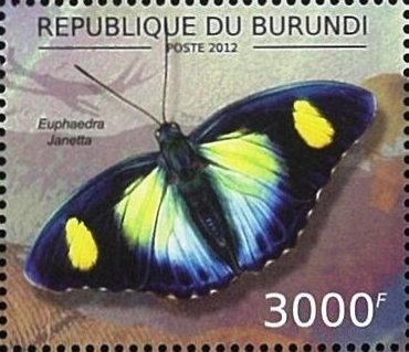 Euphaedra janetta
