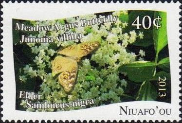 Junonia villida