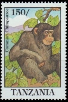 Chimpanzee