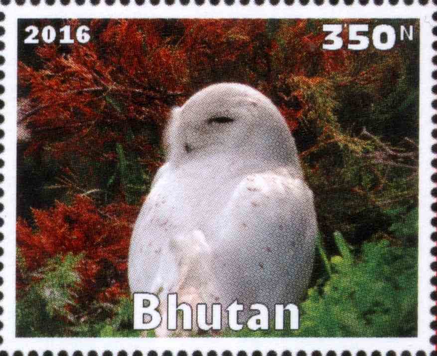 Owl