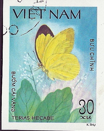 Grass Yellow (Terias hecabe)