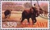 Loxodonta Africana