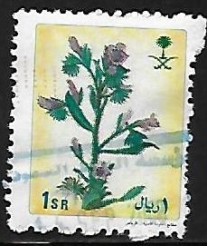 Echium horridum