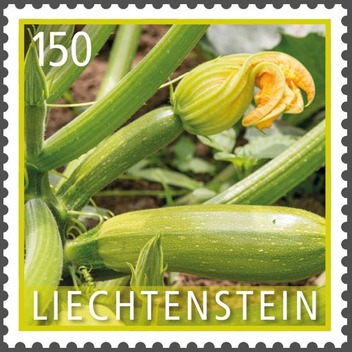 Zucchini