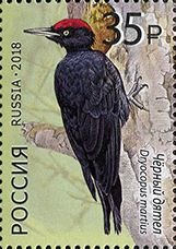Stamp, Black woodpecker, Russia,  , Animals (Fauna), Birds, Woodpeckers