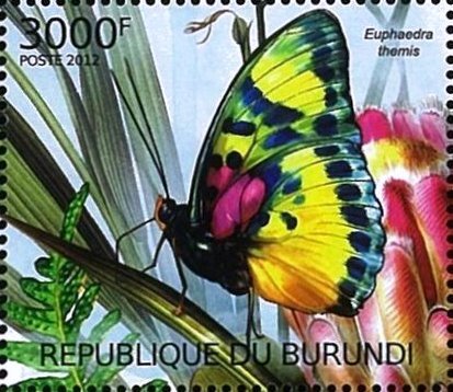 Euphaedra themis