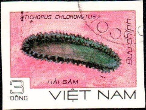 Greenfish Sea Cucumber (Stichopus chloronotus)