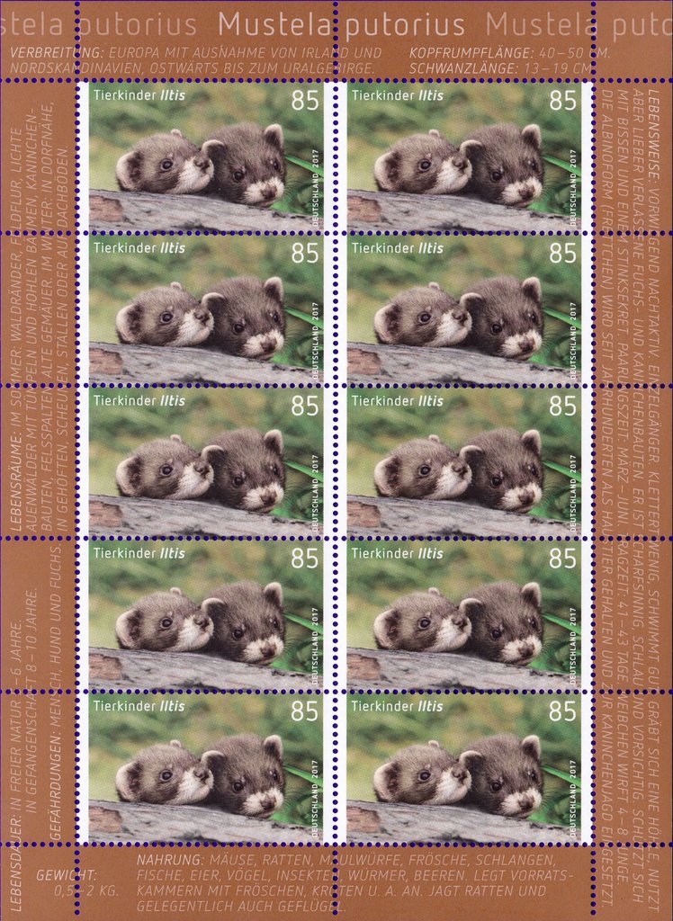European Polecat (Mustela putorius)