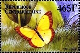 Colias eurytheme