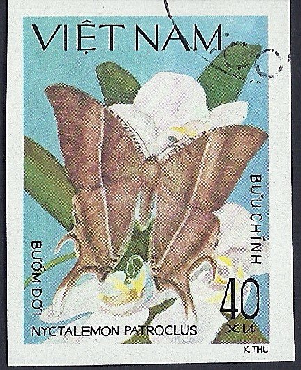 Bat-like Butterfly (Nyctalemon patroclus)