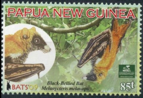Black-bellied Bat (Melanycteris melanops)