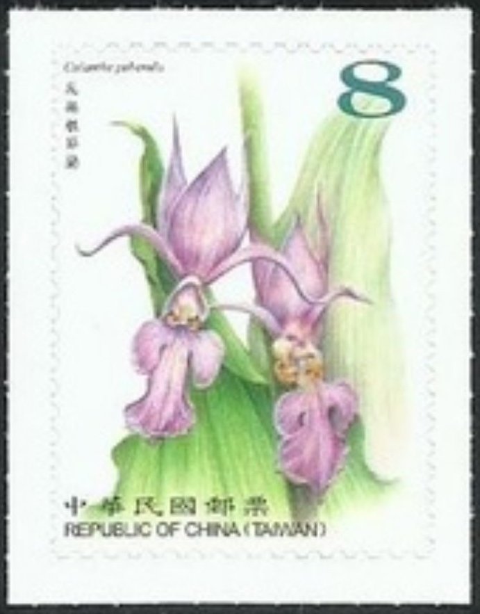 Calanthe puberula