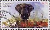 Loxodonta Africana