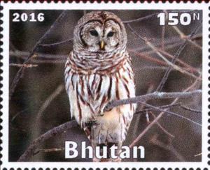 Stamp, Owl, Cinderellas,  , Animals (Fauna), Birds, Owls