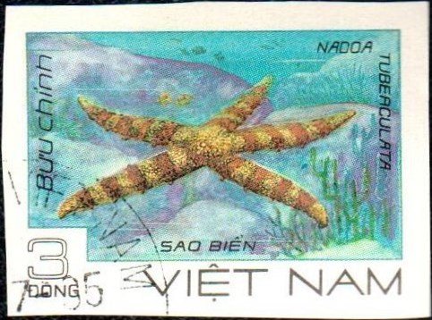 Mottled Sea Star (Nardoa tuberculata)