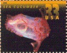 Sea Cucumber (Holothuroidea)
