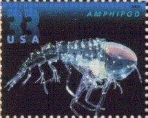 Amphipod (Crustacean)