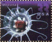 Medusa / Jellyfish