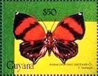 Anaea marthesia