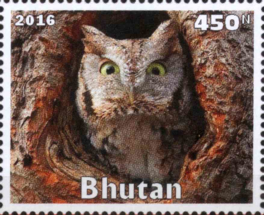Owl