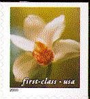 Cymbidium Orchid