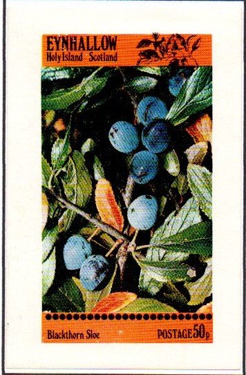 Blackthorn Sloe
