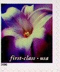 longiflorum lily