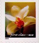cymbidium orchid