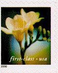 freesia
