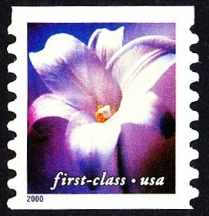 Longiflorum lily