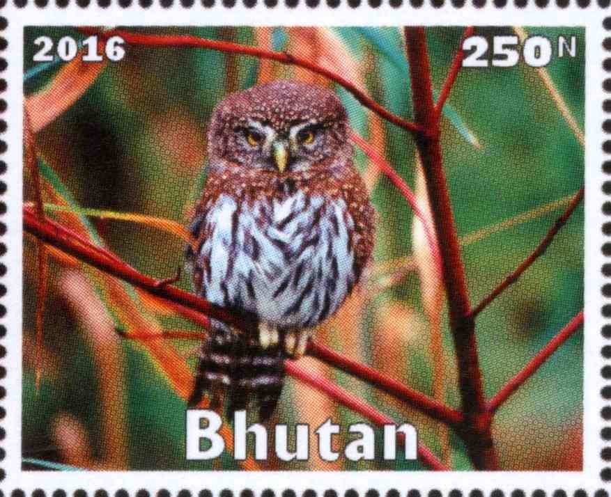 Owl