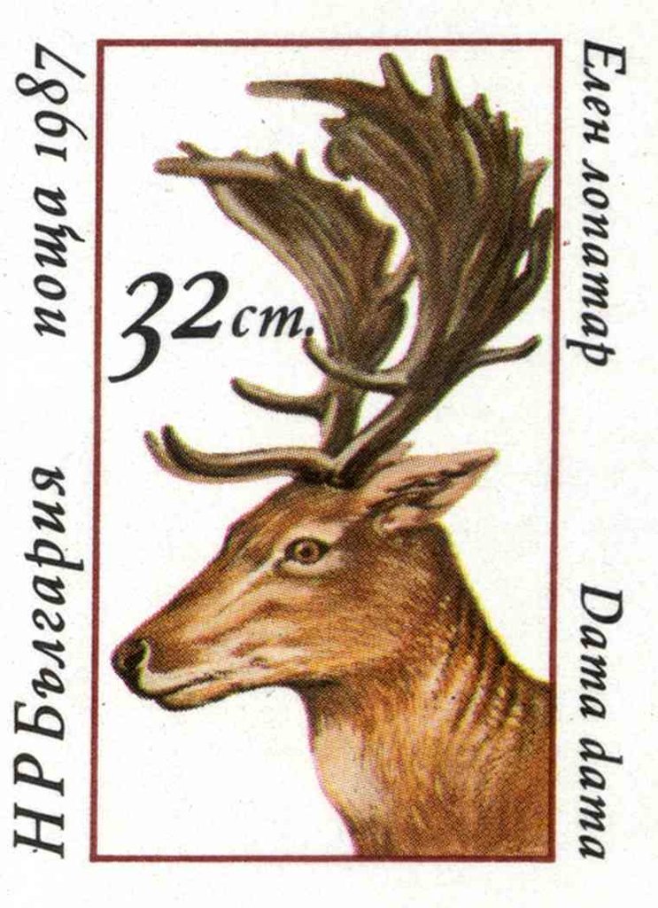 Fallow Deer (Dama dama)