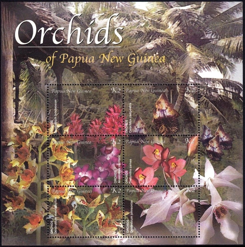 Orchids of Papua New Guinea (1)