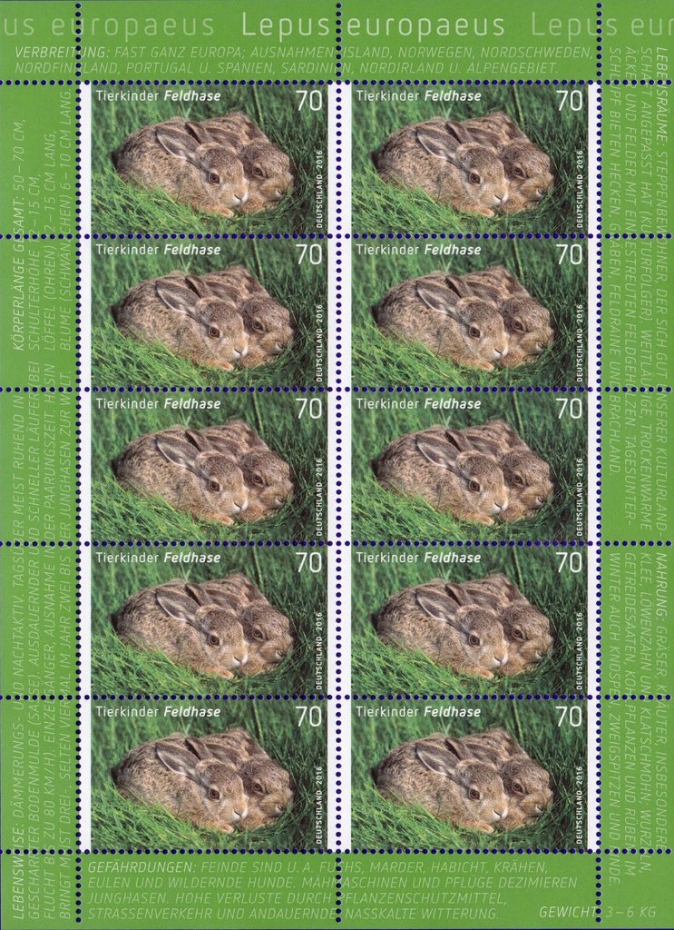 Brown hare (Lepus europeus)