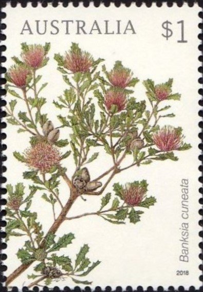 Banksia cuneata