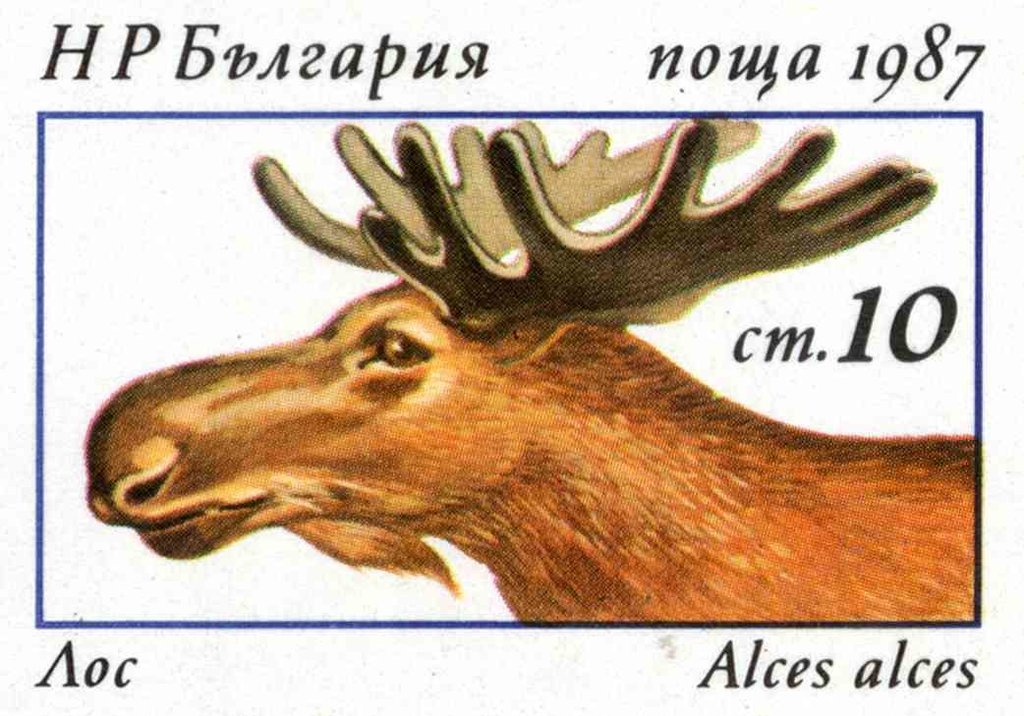 Eurasian Elk (Alces alces)