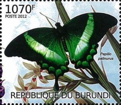 Papilio palinurus