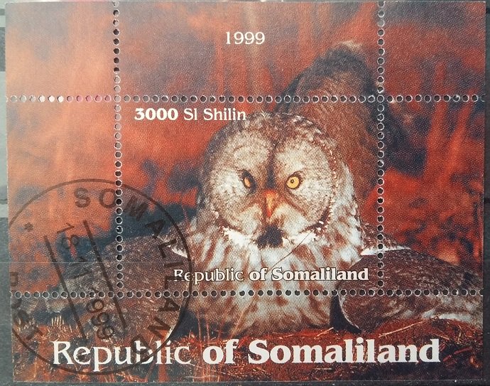 Owl
