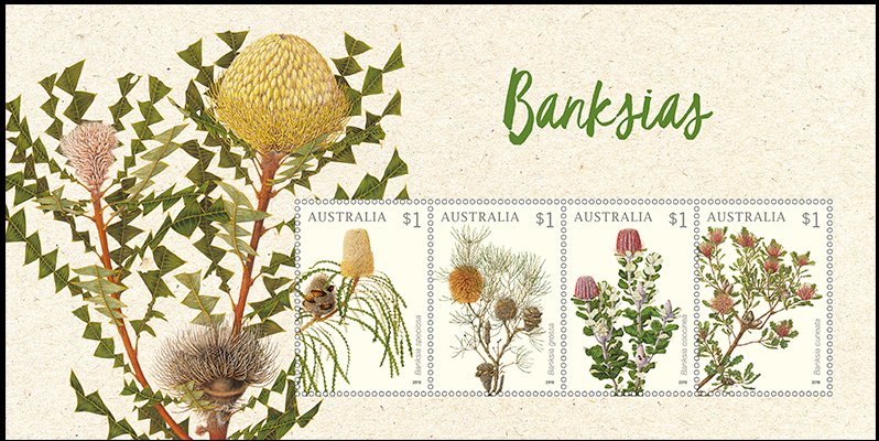 Banksia Sheetlet