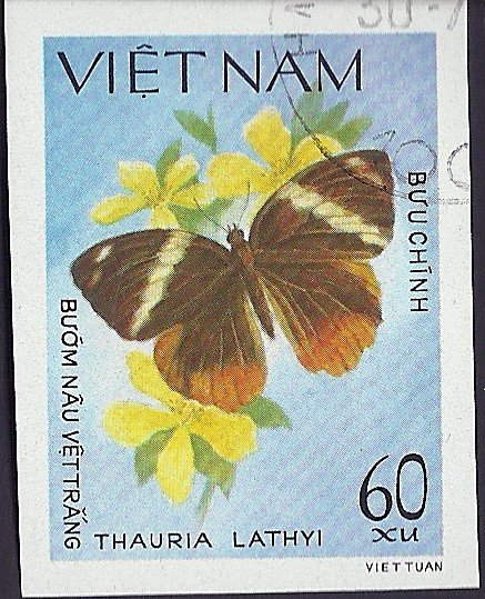 Jungleking (Thauria lathyi)