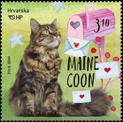 Maine Coon