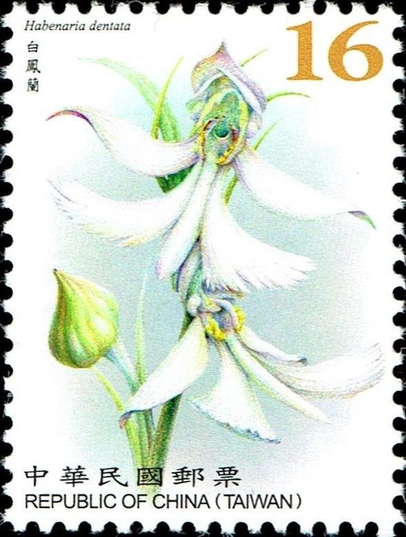 Habenaria dentata