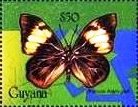 Stamp, Brassolis astyra, Guyana,  , Animals (Fauna), Butterflies, Insects